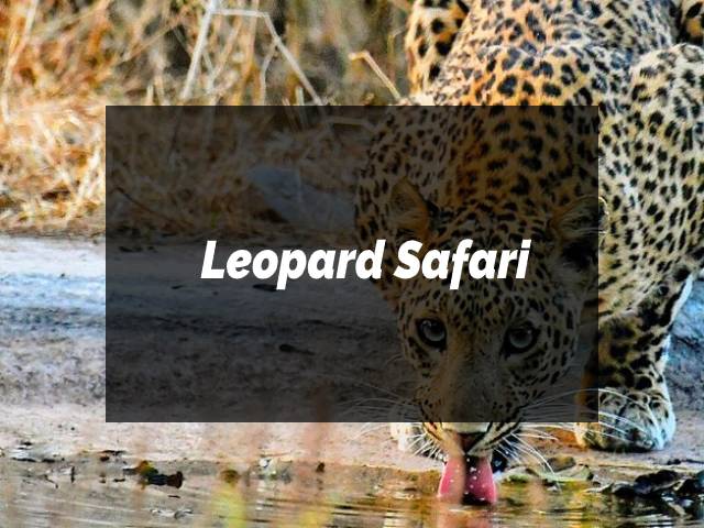 Leopard Safari in jhalana jaipur