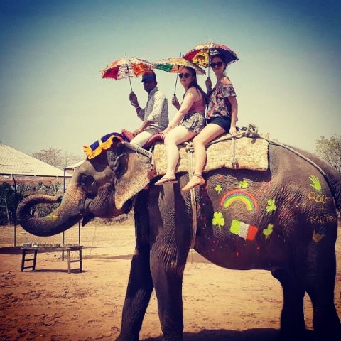Read more about the article Top Elephant Safari in India