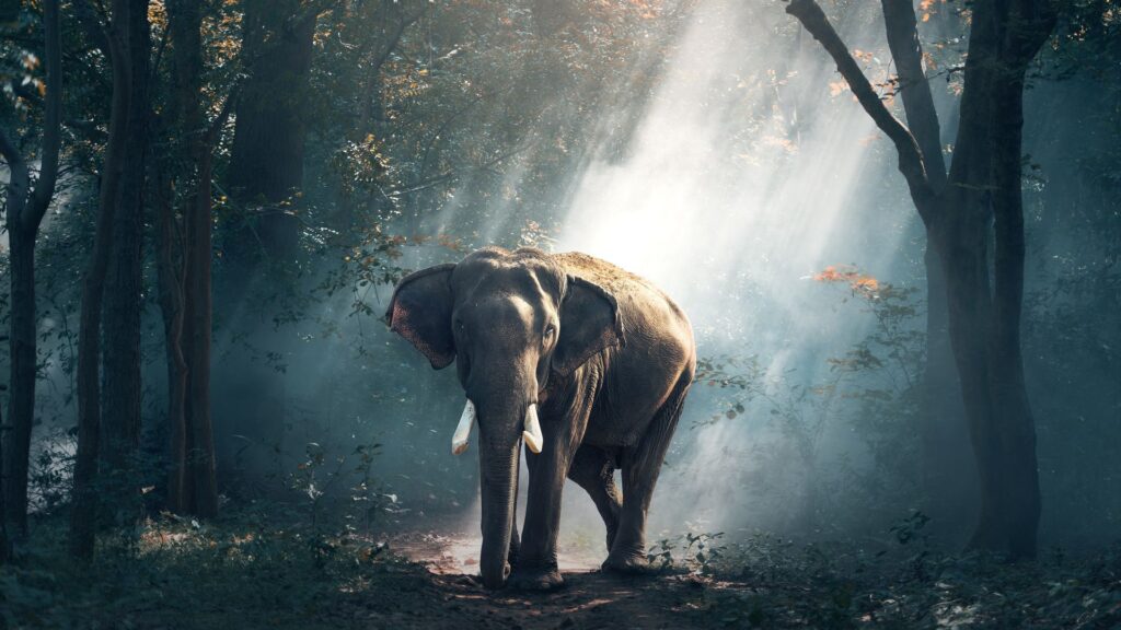Elephant sanctuary in jaipur